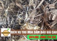 Chuyên thu mua dăm bào GIÁ CAO - KHÔNG NGẠI SỐ LƯỢNG