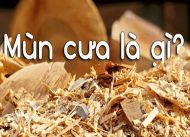 Mùn cưa là gì? Tìm hiểu về công dụng của mùn cưa