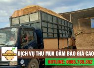 Thu mua dăm bào giá cao tại miền nam - Phục vụ 24/7 - Có xe vận chuyển